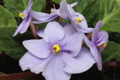 flores