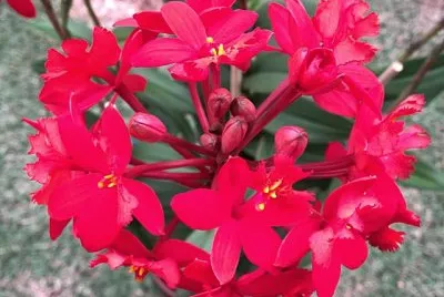 flores