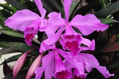 flores