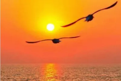 Gaivotas