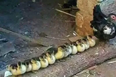 Galinha Organizada