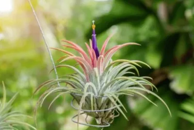 Tillandsia jigsaw puzzle