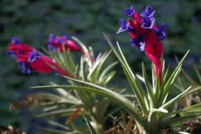 Tillandsia