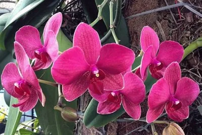 flores