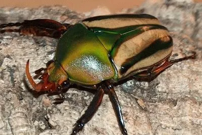 Eudicella gralli