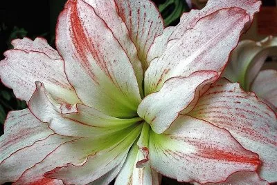 flores