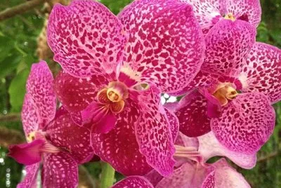 flores