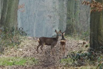 chevreuils