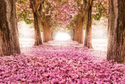 paisaje jigsaw puzzle