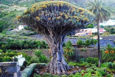 PLANTA DEL DESIERTO jigsaw puzzle