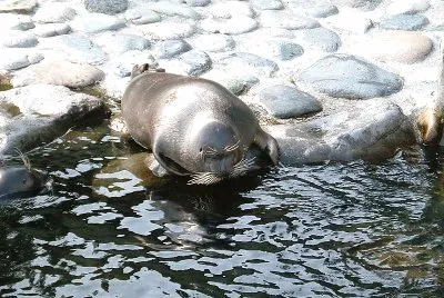 Foca di bajcal