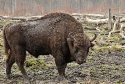 Bisonte europeo