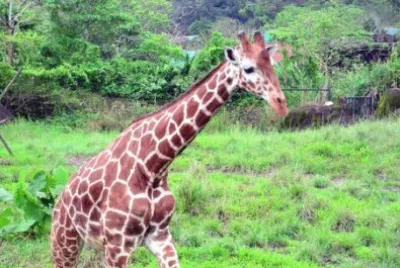 Giraffa sudafricana jigsaw puzzle