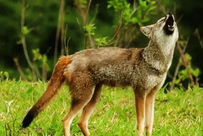 Jaguapitango jigsaw puzzle