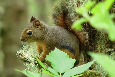 Scoiattolo di duglas jigsaw puzzle