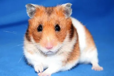 Criceto dorato