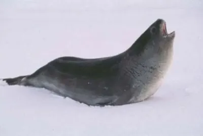 Foca di ross