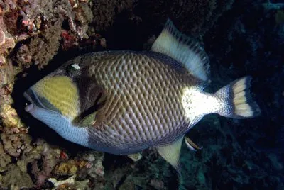 Balestra titano