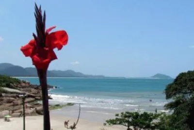 Uma flor de praia.