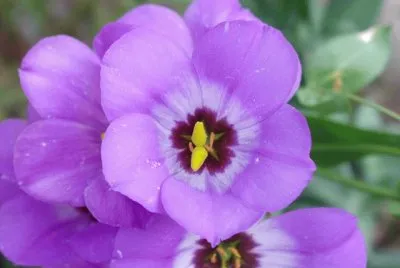 Eustoma