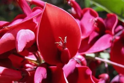 flores