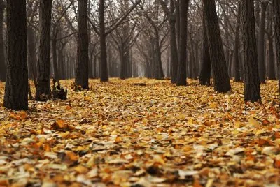 Bosque Bahuer jigsaw puzzle