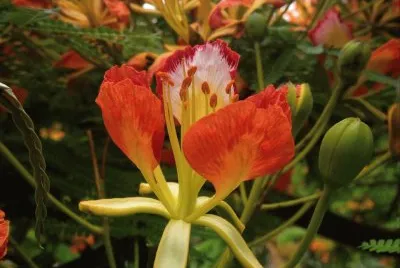 flores
