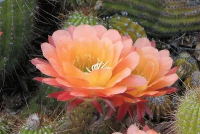 flores