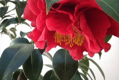 flores