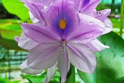 flores