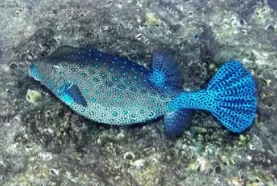 Scatola blu
