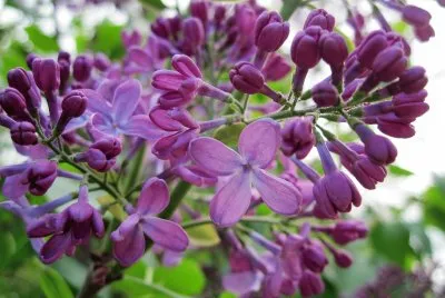 flores