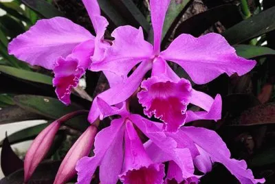 flores