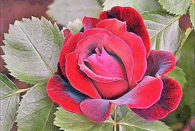 flores