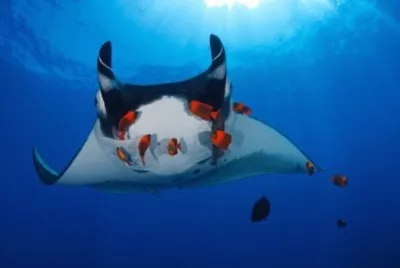פאזל של Manta