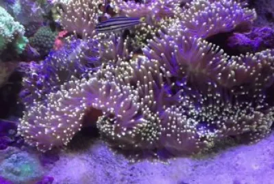 Anemone magnfica