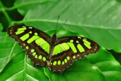 Malachite