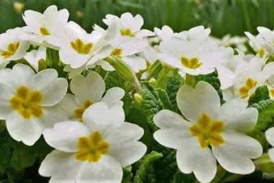flores