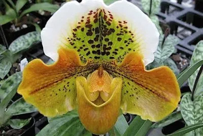 flores