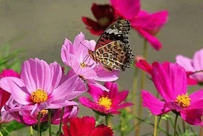 flores