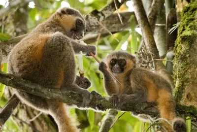 Apelemuro dorato
