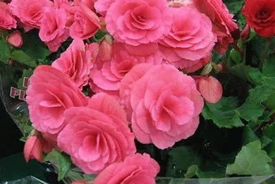 flores