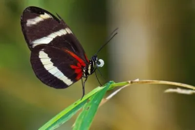 Heliconius pachinus