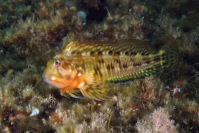 Scartella cristata