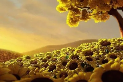 flores