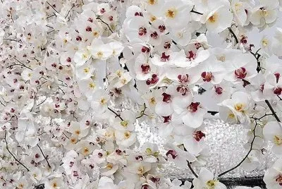 flores
