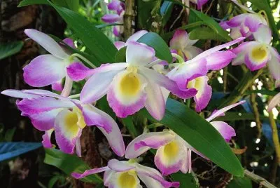 flores