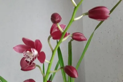 OrchidÃ©e