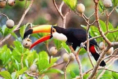 Tucan