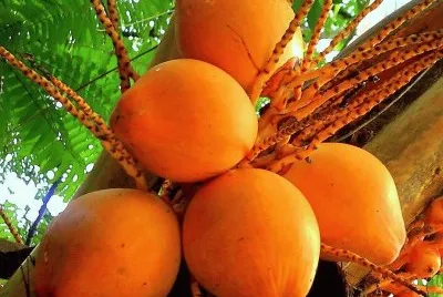 frutas